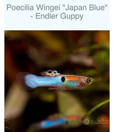 Endler japan blue e rainbow