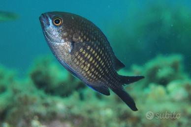 Castagnola (Chromis chromis)