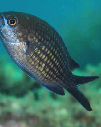 Castagnola (Chromis chromis)