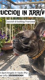 Cuccioli di bulldog dog francese