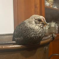 Gallina iowa blue domestica