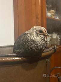 Gallina iowa blue domestica