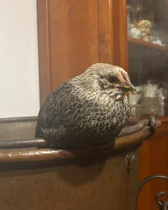 Gallina iowa blue domestica