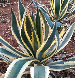 agave americana 