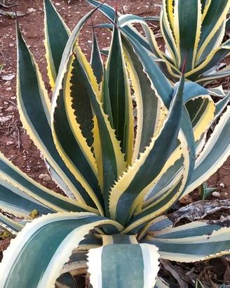 agave americana 