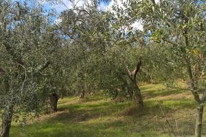 Uliveto a Lugnano in Teverina
