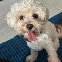 Cucciola di maltese-barboncinotoys