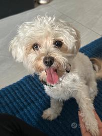 Cucciola di maltese-barboncinotoys