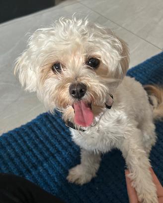 Cucciola di maltese-barboncinotoys