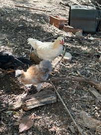 Galline e galli diverse razze