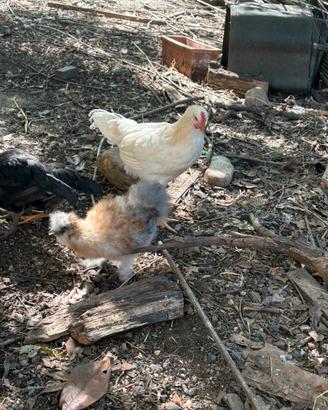 Galline e galli diverse razze