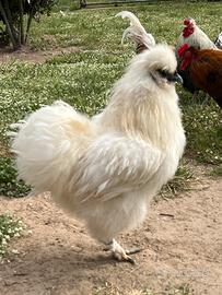 Galline