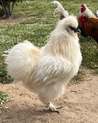 Galline