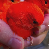 I canarini del Riva del po