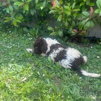 Cuccioli di Lagotto