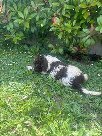 Cuccioli di Lagotto