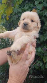 Golden Retriever Angloamericani con Pedigree