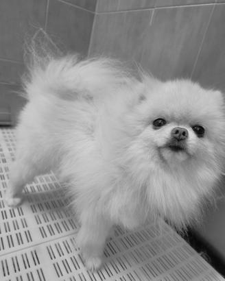 spitz pomerania maschio adulto