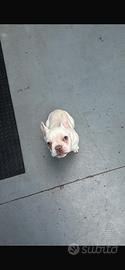 Bulldog Francese
