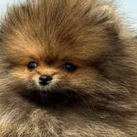 Spitz di Pomerania