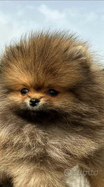 Spitz di Pomerania