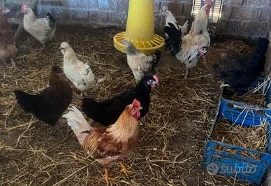 Gallinelle razza piccola