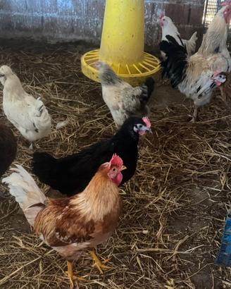 Gallinelle razza piccola