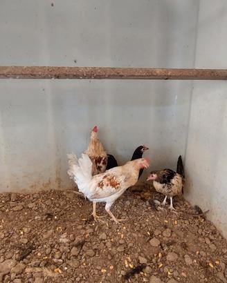 4 galletti