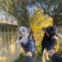 Bulldog francese cuccioli