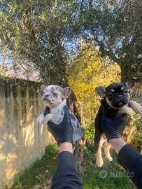 Bulldog francese cuccioli