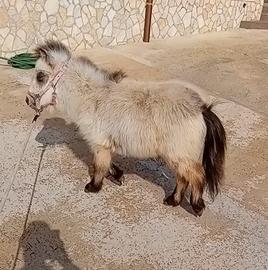 Pony maschietto