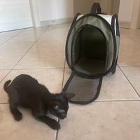 Trasportino per gattini piccoli