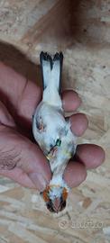 Cardellino