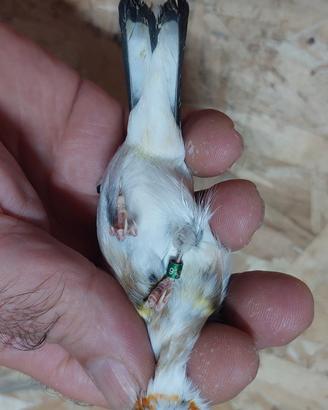 Cardellino