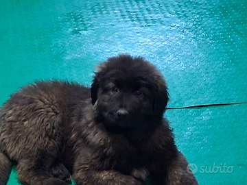 Cucciolo di pastore del caucaso