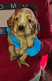 Cuccioli di cocker spaniel con pedigree