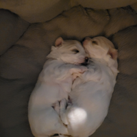 Cucciolata casalinga