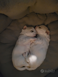 Cucciolata casalinga