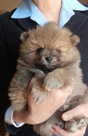 Volpino Italiano Pedigree Enci cucciolo maschio