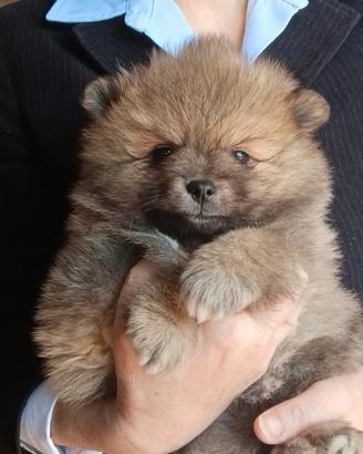 Volpino Italiano Pedigree Enci cucciolo maschio