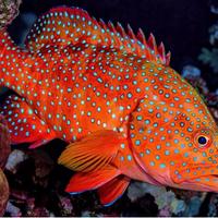 Ritiro pesci e altri animali