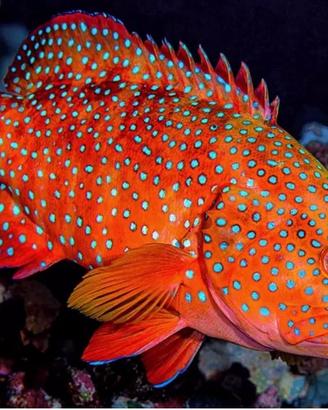 Ritiro pesci e altri animali