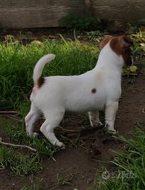 Jack Russell Cucciole