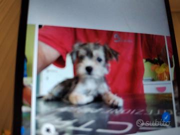 cuccioli di morkie