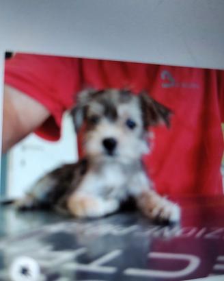 cuccioli di morkie