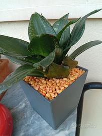 piante grasse 