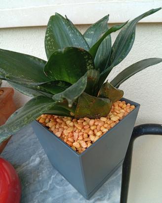 piante grasse 