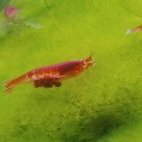 Halocaridina rubra opae ula