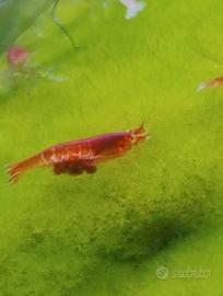 Halocaridina rubra opae ula