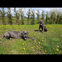 Disponibile 2 maschi cane corso per monta
